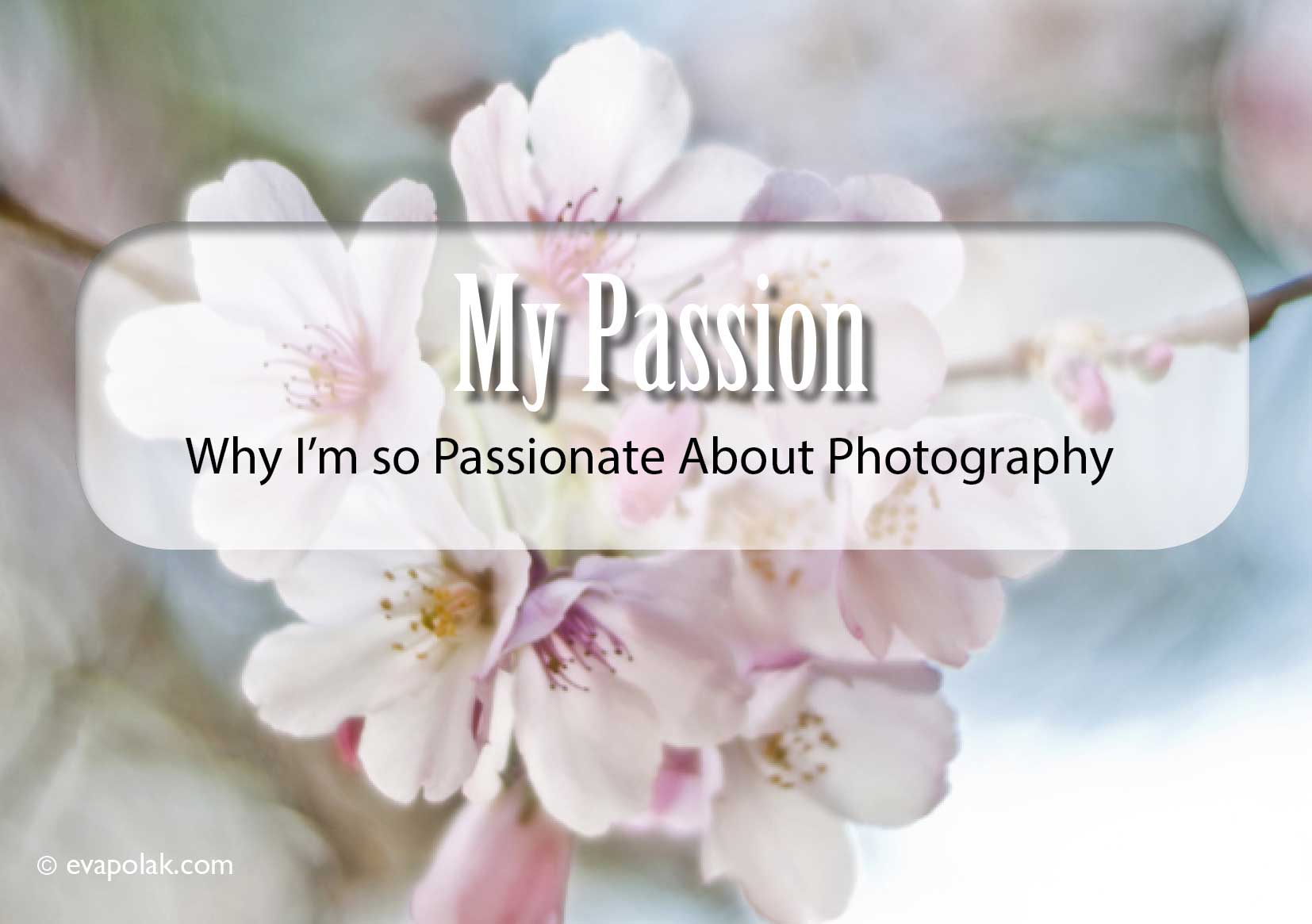 dandelions droplets water macro